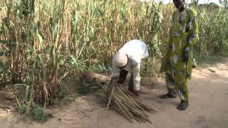 Cultiver ensemble  Lintensification agricole au Niger [upl. by Aistek467]