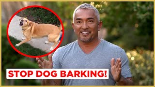 How to Stop Dog Barking  Cesar 911 [upl. by Noseimaj]