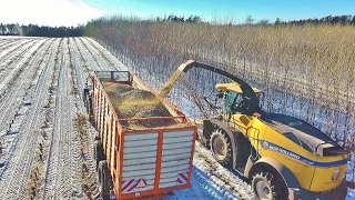 Winter poplar harvest New Holland FR780 RRD Japonský topol  Massey Ferguson 7620  Romill 43m3 [upl. by Aidyn]