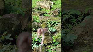 LEXIEmonkey morning Nice🐒💐Ok5 shorts animals viral shortsvideo youtubeshorts monkeys [upl. by Wildee]