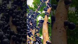 Black plum  Jamun  Beautiful fruit  Fruit test  fruit  shorts  viralvideo vlog [upl. by Alfred]