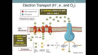 Microbial Metabolism part 2 [upl. by Dame]