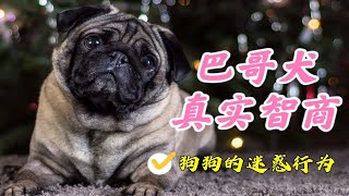 同样是巴哥犬，做狗的差距咋就这么大呢 [upl. by Cutlor510]