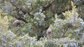 Cedar Waxwings on juniper [upl. by Ulah870]