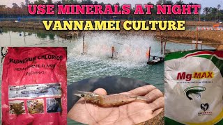 Application of mineral for best moulting Vannamei Shrimpaquaculture shrimp fishery vannamei [upl. by Bowra]