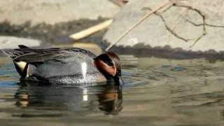 Greenwinged Teal Anas carolinensis [upl. by Amby]