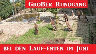 Großer Rundgang in Entenanlage im Juni 2023  Die jungen Enten treffen auf die alten Enten [upl. by Jaf34]