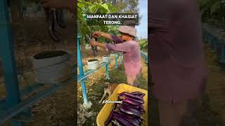 MANFAAT DAN KHASIAT TERONG manfaatdankhasiatterong sayurterong sayur terong [upl. by Aroc198]