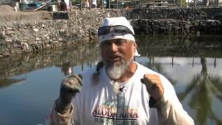 Kahaluu fish pond restored after March 11 tsunami Aug 2011 [upl. by Hammel360]