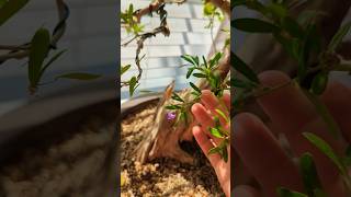 Desmodium Bonsai update bonsai bonsaitree flowers plants gardening decor [upl. by Akibma931]