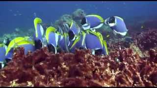 Blue Tang Surgeonfish Acanthurus coeruleus [upl. by Gnilsia]