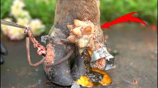 Poor Cows Leg PIERCED by Iron Bar FULL of Pus and Worms 🐄 satisfying 181102 [upl. by Ailina]