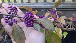 Growing Bodiniers Beautyberry Callicarpa bodinier Profusion [upl. by Ytomit203]