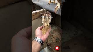 Tetra aseel feeding at handpakistan viralvideo like follow [upl. by Eahsram]