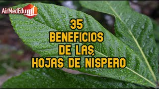 35 Beneficios de las Hojas de Níspero [upl. by Darby]