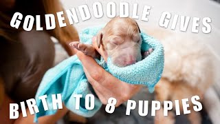 GOLDENDOODLE LIVE BIRTH  8 Goldendoodle Puppies Being Born GRAPHIC [upl. by Htebasyle]