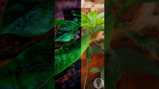 Snapseed Photo Editing Tutorial photograhy snapseed capcut enhance nature leaves [upl. by Ennairda677]