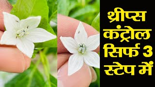 थ्रीप्स कंट्रोल सिर्फ 3 स्टेप में । Thrips Control [upl. by Mcleroy154]