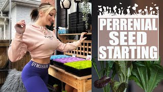 Seed Starting in January Perennial Flowers Yarrow Rudbeckia Hollyhock and MORE [upl. by Hannibal]