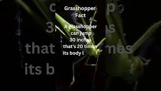 Grasshoppers fact shortsviral [upl. by Nollek]