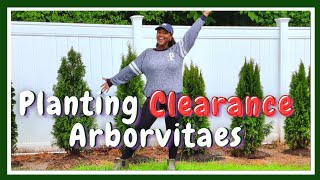 Planting Clearance Arborvitaes🌳 Privacy Hedge Mini Tour [upl. by Allekram]