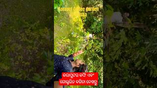 Coffee garden in Koraput travel vlog [upl. by Nertie966]