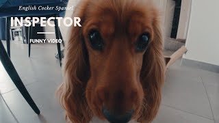 🐶Fluffy inspector🐾Dog checks everything🐕 English Cocker Spaniel  Robby in bad mood🧡 [upl. by Olrac746]