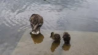 Walking The Ducklings [upl. by Yttap277]