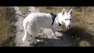 Swiss White Shepherd  Hoge Vorsel Heesch [upl. by Grunenwald]