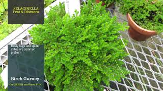 Selaginella  Selaginella Tips amp Tricks  Selanginella Care  Selanginella Plant [upl. by Trici]