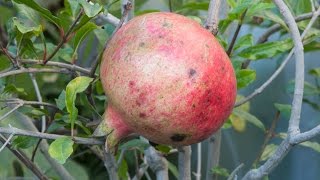 Growing Pomegranates in Containers [upl. by Anneg]