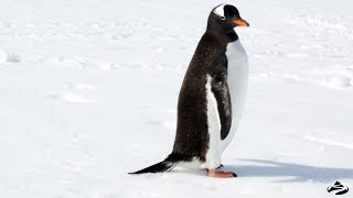 Sounds of Antarctica  Gentoo Penguin Call [upl. by Tarazi28]