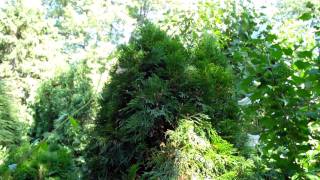 FollowUp Staked Arborvitae  2 growing seasons later [upl. by Marquez409]