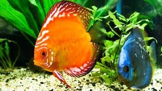 How to Control Ammonia in a Fish Tank  Aquarium Care [upl. by Vacla376]