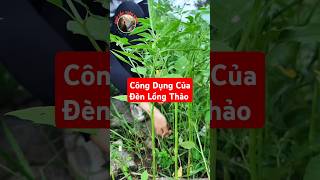 Bạn biết công dụng của Đèn Lồng Thảo chưa [upl. by Akerdnuhs]