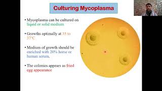 What are Mycoplasma  Classification  Pathogenesis Clinical  Complications  Diagnosis [upl. by Montfort36]