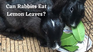 Can Rabbits Eat Lemon Leaves  Real Experiment [upl. by Akyre]