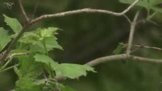 Tufted Titmouse [upl. by Gavini]