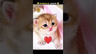 பூனைகள் எதனால இத பாத்தா பயப்படுதுங்க  Cats Scared of Aluminium Foil  Animal Voiceover Tamil [upl. by Eidua84]