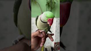 Mithu ki siti mittoo parrottalking parrotspeak talkingparrot parrotlover parrot viralvideo [upl. by Idnas]