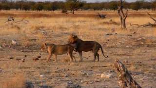 Lions Etosha Namibia [upl. by Llebana]