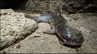 Millerton Lake CA  Catfish Fishing ˢᵉʳᶦᵉˢ ᵉᵖ ² [upl. by Eade]