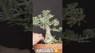 bonito acebuche bonsai manolofelix bonsaiaficionado bonsaiponderosaehn [upl. by Allimaj]