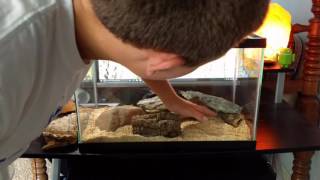 Setting Up A Leopard Gecko Tank [upl. by Ateuqram]