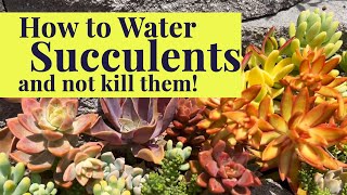 How to Water Succulents  Succulent Care Tips amp Tricks [upl. by Ellehs816]