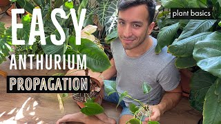 How to propagate Anthuriums in water [upl. by Dail]