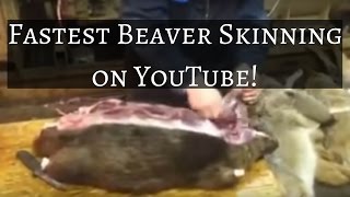 Fastest Beaver Skinning on Youtube [upl. by Kelvin]