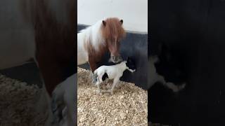 🔥 Mother child pony shots shortsviral pony [upl. by Haret]