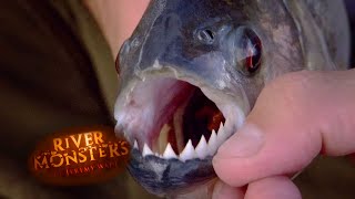 The Brutal Black Piranha  PIRANHA  River Monsters [upl. by Krug443]