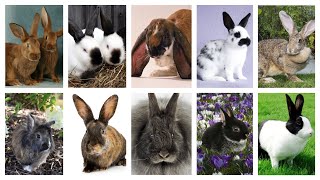 Types of Rabbits  10 Most Popular Rabbit Breeds [upl. by Ailekahs686]